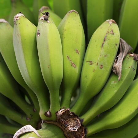 Green unripe bunch of bananas growing on banana tree. Close up view.の写真素材