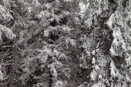 Snow-covered frosty branches of fir-tree in winter forest after snowfall at cold gray dayの写真素材