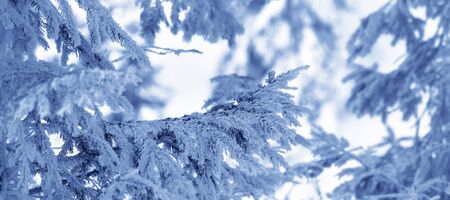 Frosty branches of spruce in winter forest at cold evening after snowfall. Toned landscape. Panoramic view.の写真素材