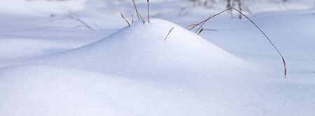 Snow drift and dry grass in winter forest at snowfall. Panoramic view.の写真素材
