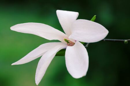 White bud of blooming magnolia on green background at springtime. Close-up view.の写真素材