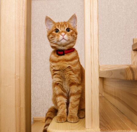 Red-headed kitten sitting on wooden stairs and looks up carefullyの写真素材