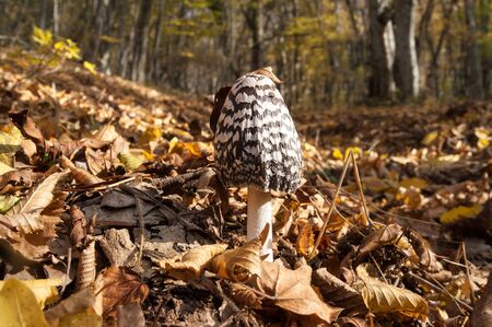 Young parasol mushroom (Macrolepiota procera or Lepiota procera) growing in forest with dry leaves at sunny autumn day.の写真素材