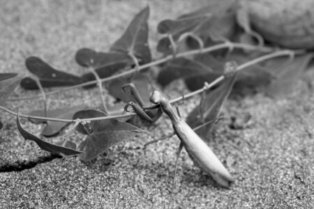 European mantis or Mantis religiosa with plant on sand. Selective focus. Black and white toned image.の写真素材