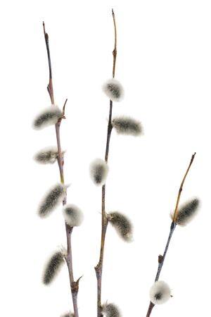 Spring branchs of pussy willow (Salix acutifolia) with silvery catkins. Isolated on white background.の写真素材