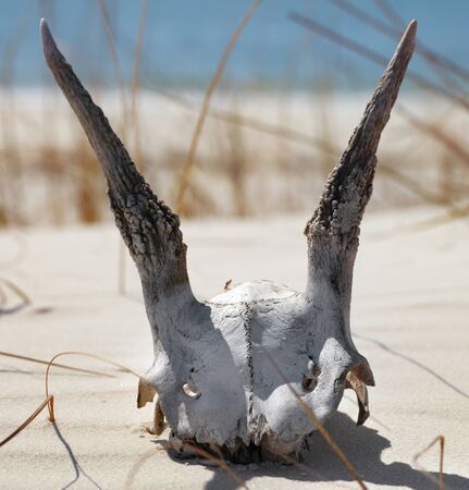 Dried skull of european roe deer on sand at sunny summer day. Close-up view.の写真素材