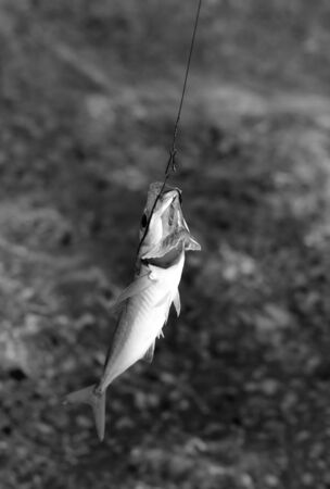 Freshly caught small fish on a fishing hook. Seafront fishing at sunny morning. Black and white...
