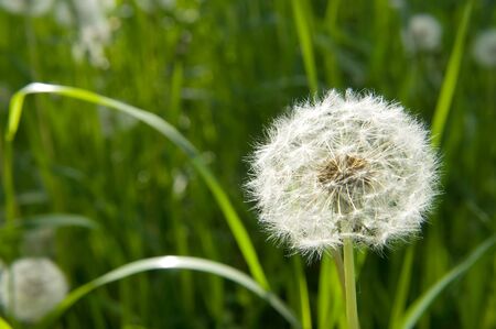 Blooming dandelion seedhead on green meadow at sunny summer dayの写真素材