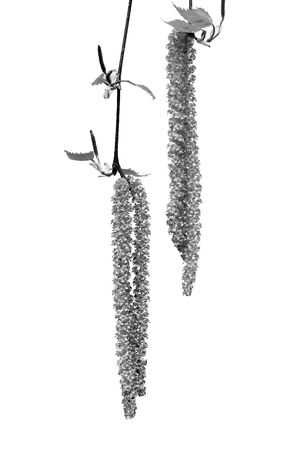 Spring twigs of birch with young leaves and catkins. Isolated on white background. Selective focus. Black and white toned image.の写真素材