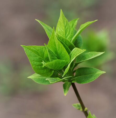 Spring twig with young green leaves. Close-up view.の写真素材