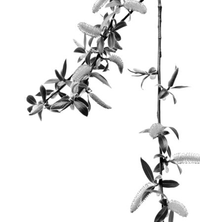 Spring twigs of willow with young leaves and catkins. Isolated on white background. Black and white toned image.の写真素材