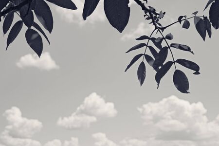 Branches of walnut (Juglans regia) with young spring leaves and sunny sky with clouds. Black and white retro toned landscape.の写真素材