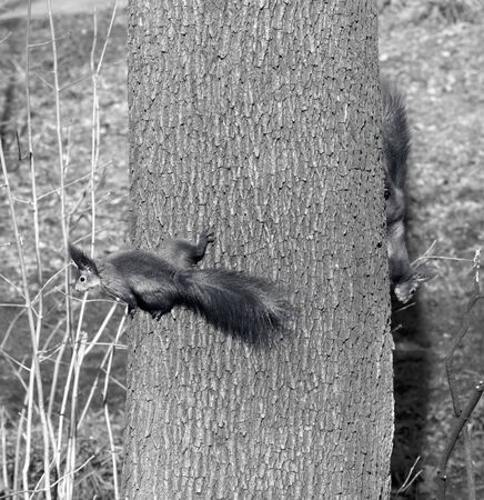 Two squirrels play footsie on tree trunk. Black and white toned image.の写真素材