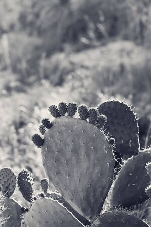 Cactus opuntia - prickly pear with baby pad at sunny day. Black and white retro toned image.の写真素材