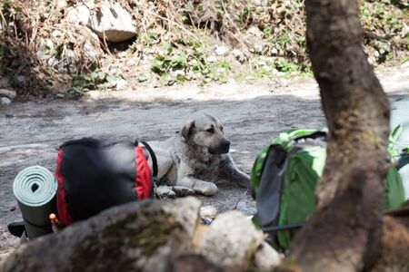 Sad dog resting in shade on dirt road in forest near big hiking backpacks. Selective focus on dog.の写真素材