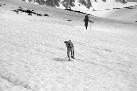 Dog and trekker on snowy plateau in high mountains. Back view. Turkey, Kachkar Mountains, highest part of Pontic Mountains. Black and white toned landscape. Selective focus on dog.の写真素材