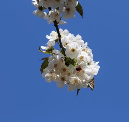 Sunlight blooming branch of fruit tree and clear blue sky at background on sunny day. Flowering plant in the rose family Rosaceae, genus Prunus. Wild cherry. Close-up view.の写真素材
