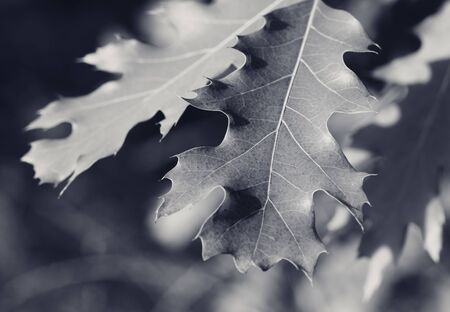 Branches of oak tree (Quercus rubra) with sunlit leaves in forest at sun day. Black and white toned...