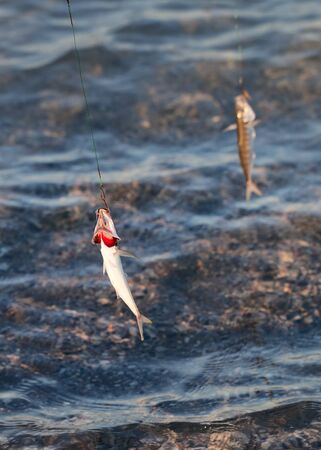 Freshly caught small fishes on a fishing hook. Seafront fishing at sunny morning.の写真素材