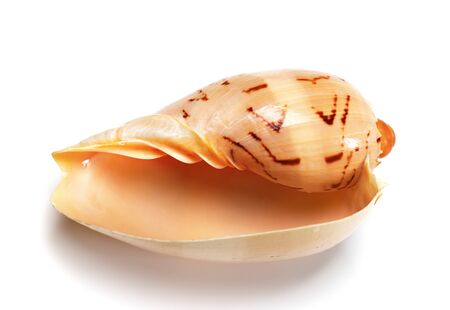 Seashell of Cymbiola isolated on white background. Close up view.