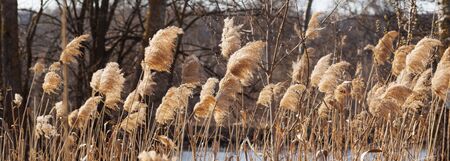 Dry canebrake (Phragmites australis) with seed head in forest near river at sunny day. Panoramic view.の写真素材