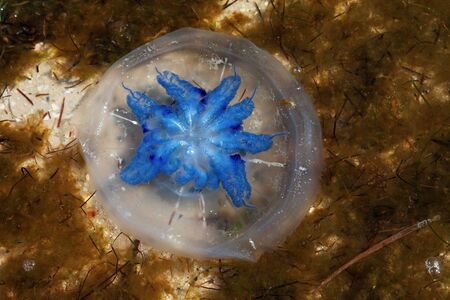 Flipped over jellyfishes (Rhizostoma) float in sunlight sea water with alga at sun summer day の写真素材