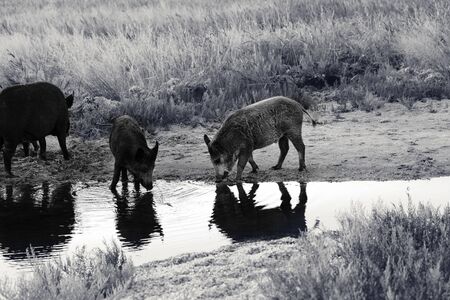 Young wild boars drinks at watering place with reflections on water at sunny summer evening. Black and white toned image.の写真素材