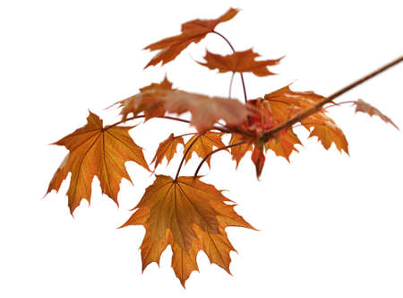 Branch of maple tree with autumn maple-leafs isolated on white backgroundの写真素材
