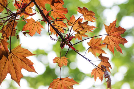 Maple tree with sunlit orange leaf in autumn eveningの写真素材