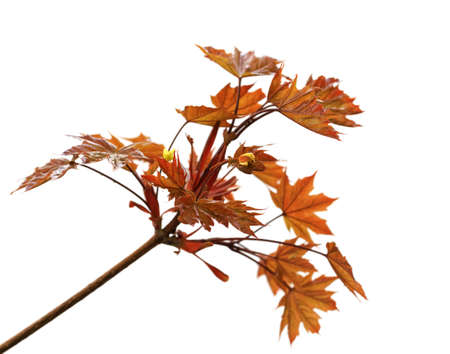 Branch of maple tree with dark red maple-leafs isolated on white backgroundの写真素材