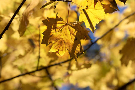 Branches with autumn yellowed sunlit maple leaves in forest at sunny dayの写真素材