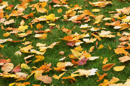 Autumn yellow dry maple-leaves on green grass. Selective focus. Natural background.の写真素材