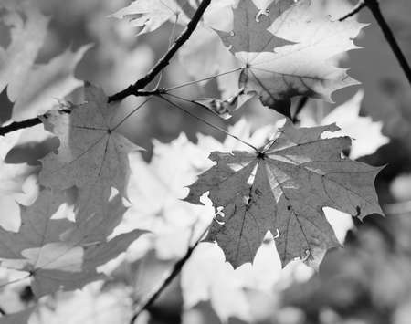 Branches with autumn sunlit maple leaves in forest at sun day. Black and white toned image.の写真素材