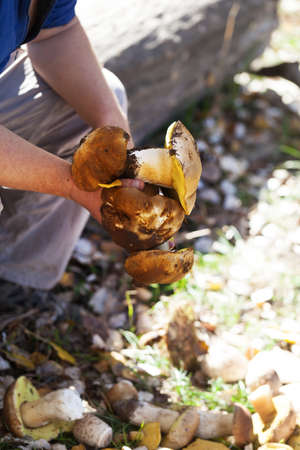 Porcini mushrooms in hand of mushroom picker in forest at fall season. Harvest of edible mushrooms found in autumn woodland at sunny day.の写真素材