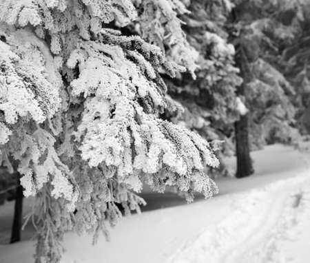 Frozen snow-covered spruce forest after snowfall at gray winter day. Christmas Holidays in Carpathian Mountains, Ukraine.の写真素材