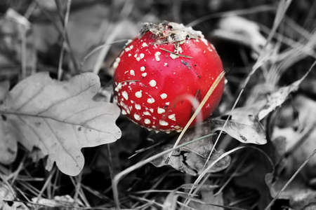 Red amanita muscaria mushroom covered with dry oak leaves. Toxic mushroom fly agaric growing in forest at sun autumn day. Black and white toned image. Selective color effect.の写真素材