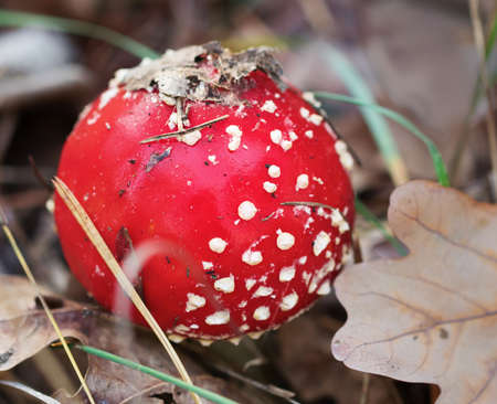 Red amanita muscaria mushroom covered with dry oak leaves. Toxic mushroom fly agaric growing in forest at sun autumn day. Close-up view.の写真素材