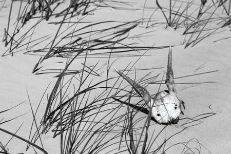 Dried skull of young european roe deer on sand at sunny summer day. Black and white toned image. High contrast.の写真素材