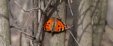 Butterfly on tree trunk in spring forest. Panoramic view.の写真素材