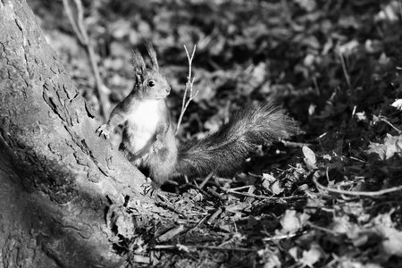 Squirrel in forest at sun autumn day. Black and white toned image. High contrast.の写真素材