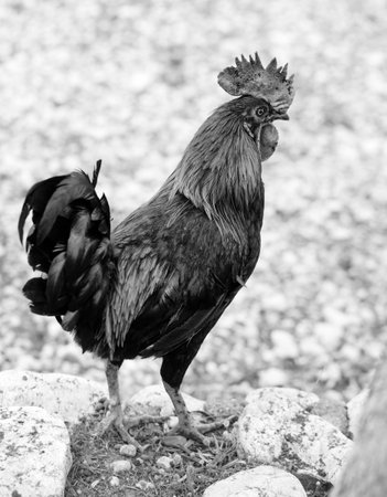 Rooster is looking for food in farmyard. Black and white toned image.の写真素材
