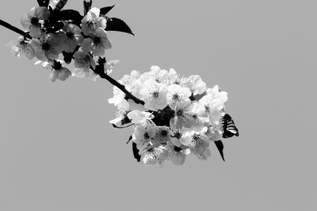Sunlit blooming branches of fruit tree on sunny day and clear gray background. Flowering plant in the rose family Rosaceae, genus Prunus. Wild cherry. Black and white toned image. High contrast.の写真素材