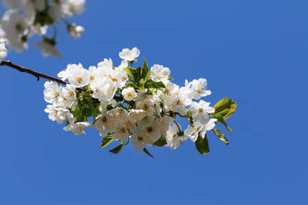 Sunlight blooming branch of fruit tree at sun day on blue background. Flowering plant in the rose...