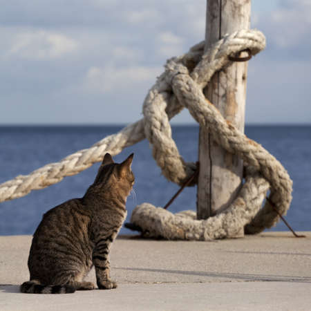 Port cat basking in sun and rope on seafront in sunny summer day. Close-up view.の写真素材