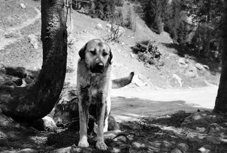 Homeless dog with droopy ears looks sad eyes. Lonely hungry dog standing in shade of forest trees near dirt road. Black and white toned image.の写真素材