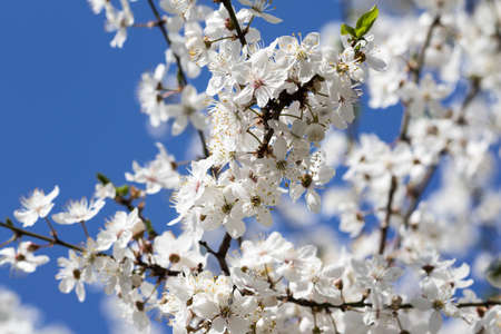 Sunlit blossom branches of fruit tree with small flowers and leaves and blue sky at background on sunny day. Flowering plant in the rose family Rosaceae, genus Prunus. True cherries.の写真素材