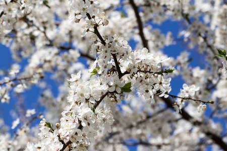 Sunlit blossom branches of fruit tree with small flowers and leaves and blue sky on sun day. Flowering plant in the rose family Rosaceae, genus Prunus. Wild cherry.の写真素材