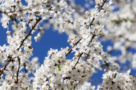 Sunlit blossom branches of fruit tree with small flowers and leaves and blue sky at background on sun day. Flowering plant in the rose family Rosaceae, genus Prunus. Wild cherry.の写真素材