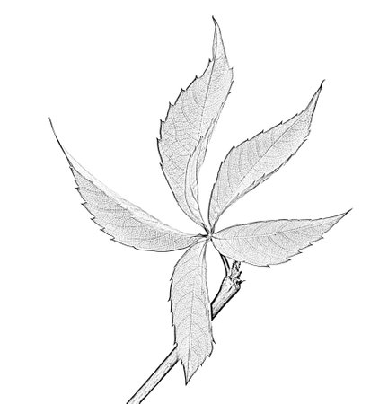 Grapes leaf, Parthenocissus quinquefolia foliage. Isolated on white background. Black and white imitation of pencil drawing.の写真素材