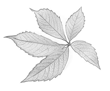 Grapes leaf, Parthenocissus quinquefolia foliage. Isolated on white background. Black and white imitation of pencil drawing. Close-up view.の写真素材